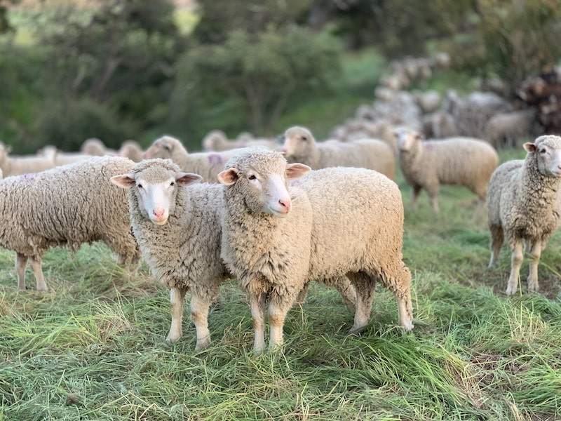 sheep fodmap