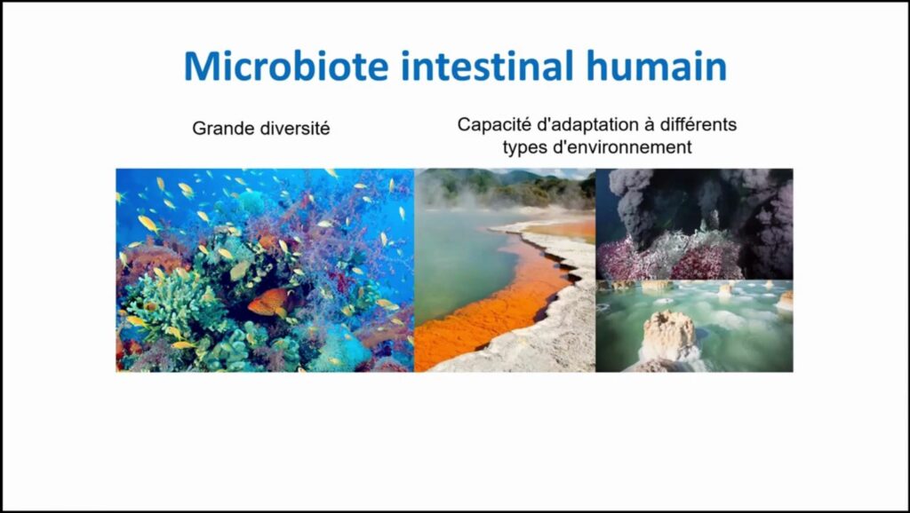 Caractéristiques de microbiote intestinal humain