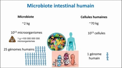 Le microbiote intestinal et ses déséquilibres – conférence du Pr Sokol