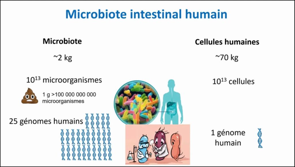 Microbiote intestinal humain