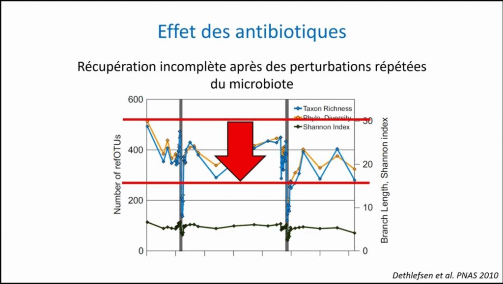 Récupération incomplète après des perturbations répétées du microbiote
