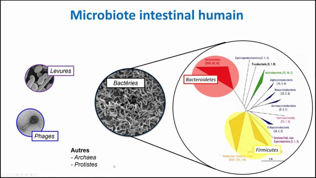 Types de microbiote intestinal humain