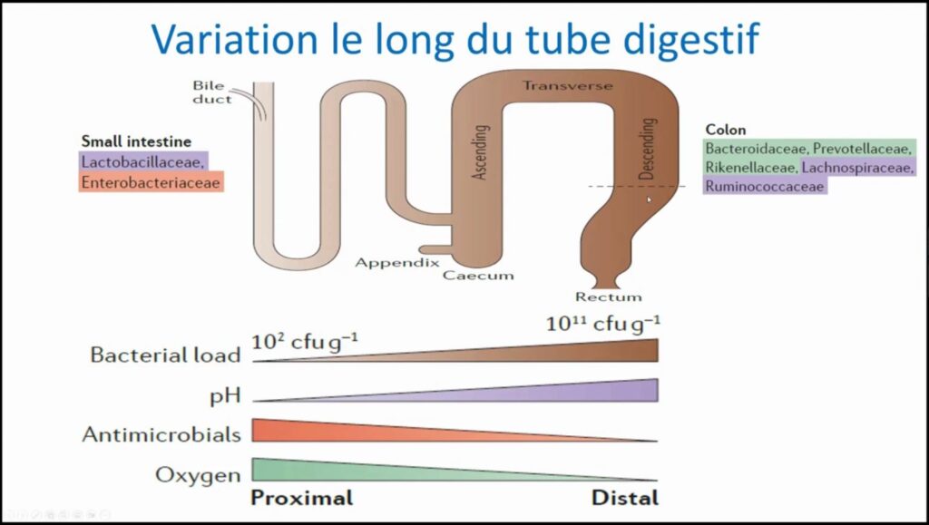 Variation le long du tube digestif