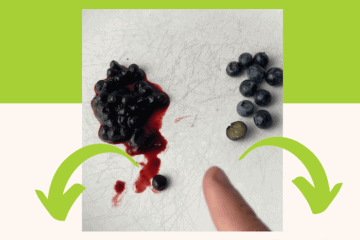 Myrtilles vérités fausses myrtilles europeennes et nord américaines comparées.